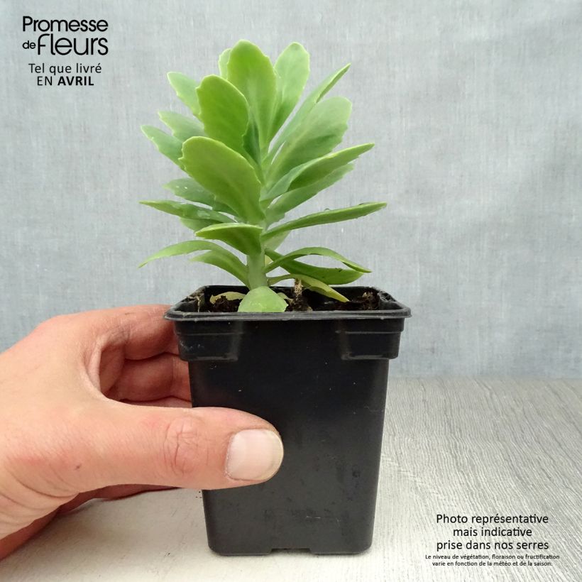 Example of Fetthenne Carmen - Sedum spectabile Kleine Töpfe von 7/8 cm as you get in printemps