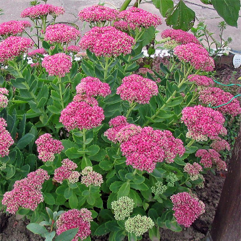 Fetthenne Meteor - Sedum spectabile (Wuchs)