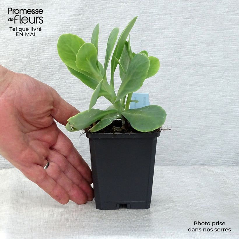 Exemplar von Fetthenne Stardust - Sedum spectabile Kleine Töpfe von 8/9 cm wie im Frühjahr geliefert