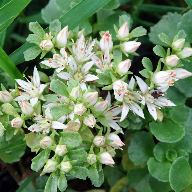 Fetthenne Album Superbum - Sedum spurium (Flowering)
