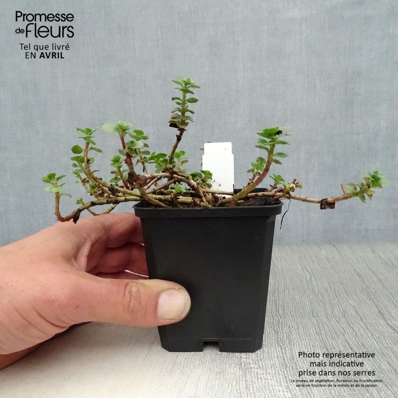 Example of Fetthenne Album Superbum - Sedum spurium Kleine Töpfe von 8/9 cm as you get in printemps