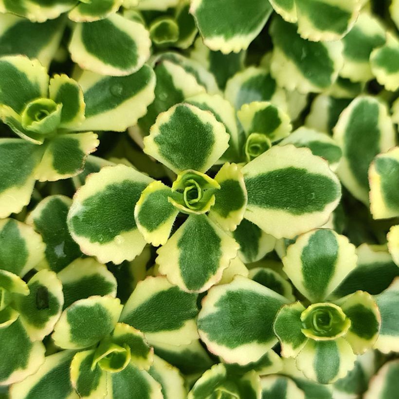 Fetthenne Little Gecko - Sedum spurium (Foliage)