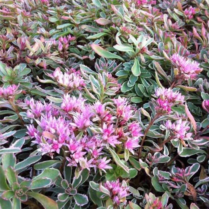 Fetthenne Variegatum - Sedum spurium (Flowering)
