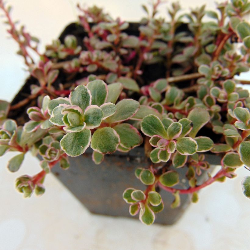 Fetthenne Variegatum - Sedum spurium (Foliage)