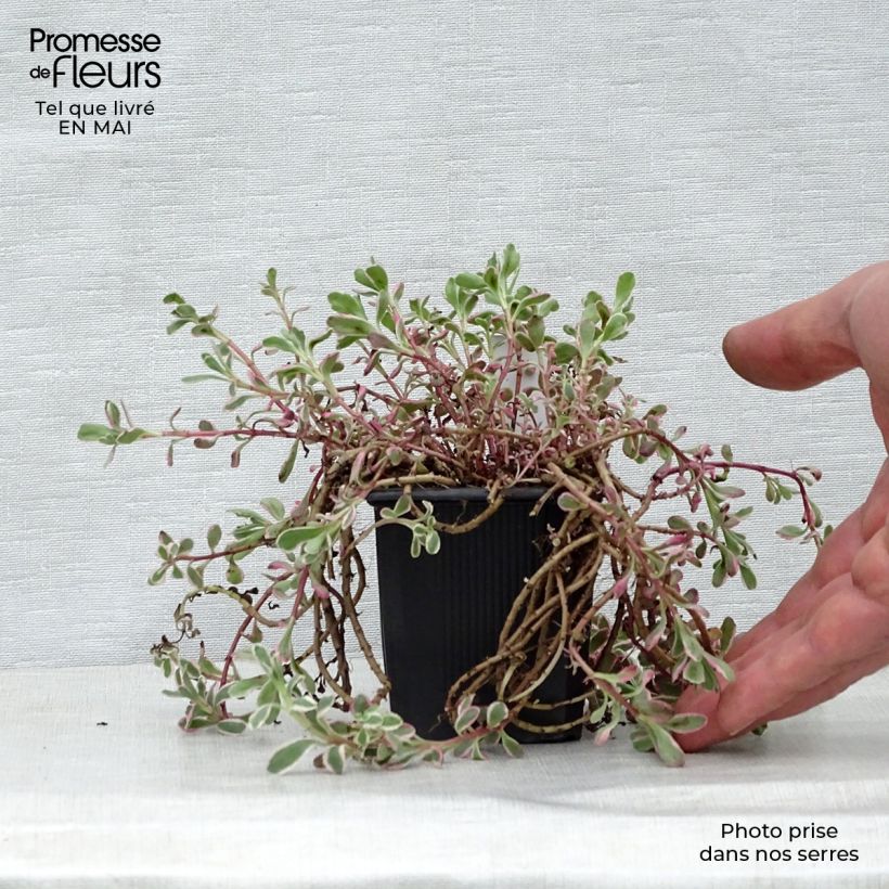 Example of Fetthenne Variegatum - Sedum spurium Kleine Töpfe von 8/9 cm as you get in printemps