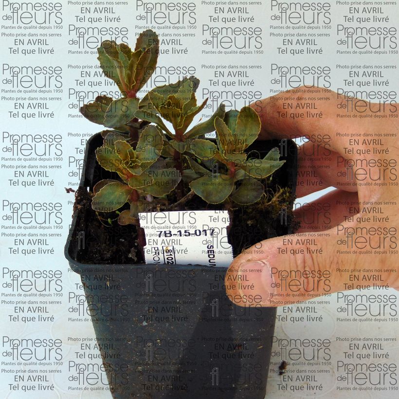 Beispiel eines Exemplars von Fetthenne El Cid - Sedum telephium Kleine Töpfe von 8/9 cm wie geliefert