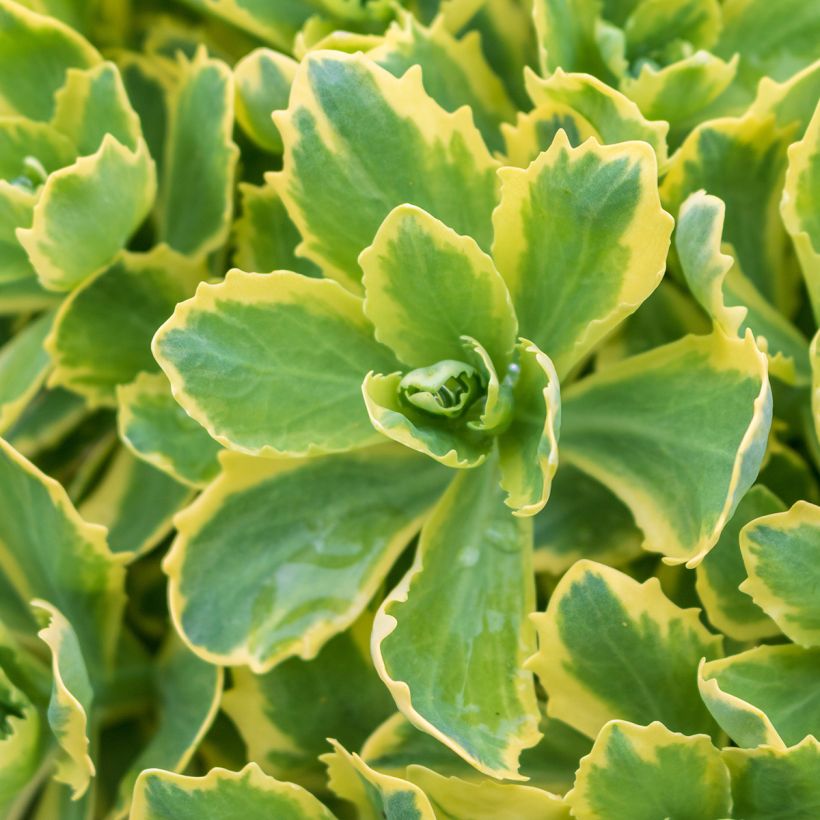 Fetthenne Autumn Charm - Sedum telephium (Foliage)