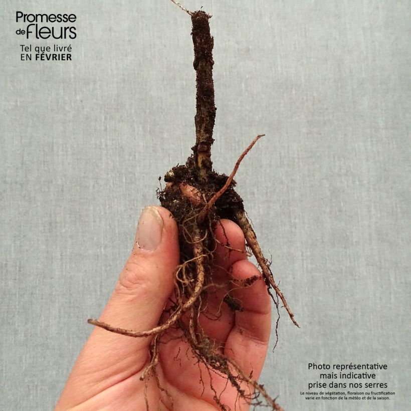 Example of Fetthenne Autumn Charm - Sedum telephium Wurzelnackt as you get in hiver