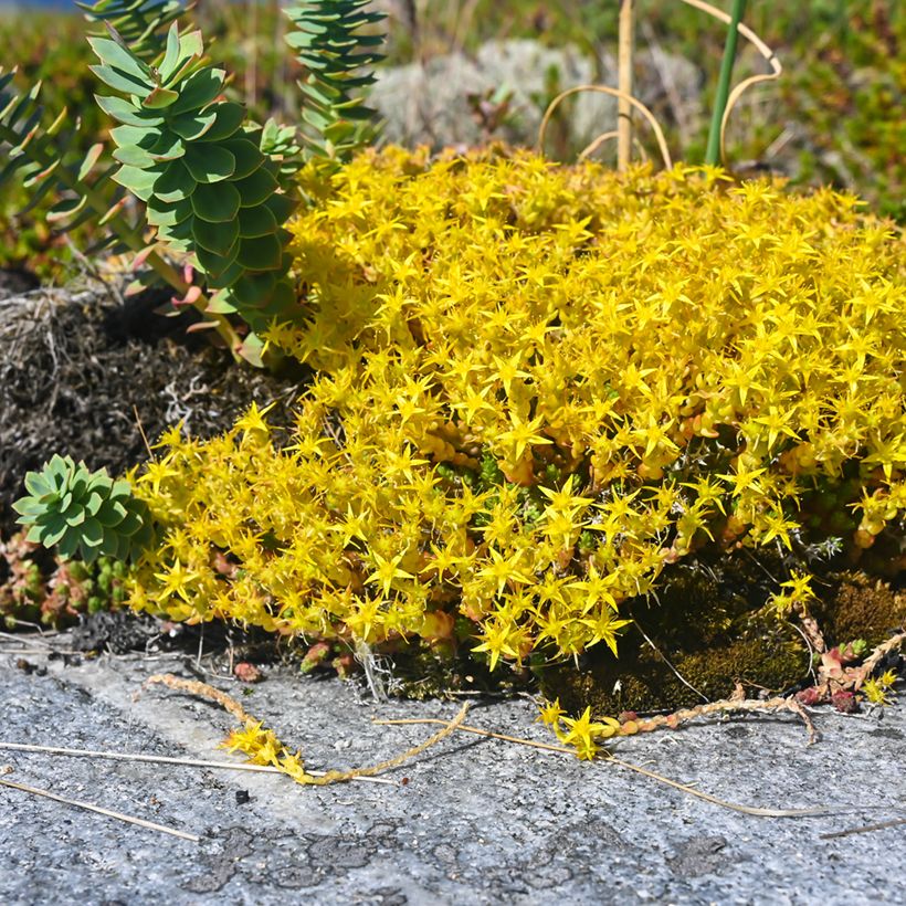 Scharfer Mauerpfeffer (Samen) - Sedum acre (Plant habit)