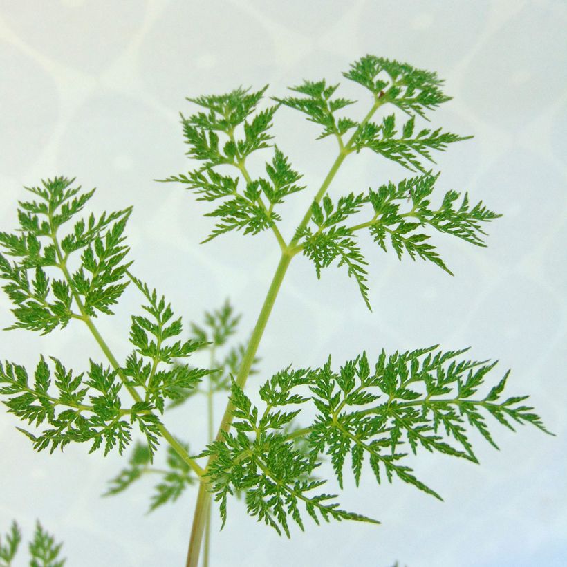 Selinum wallichianum - Feinblättrige Silge (Foliage)