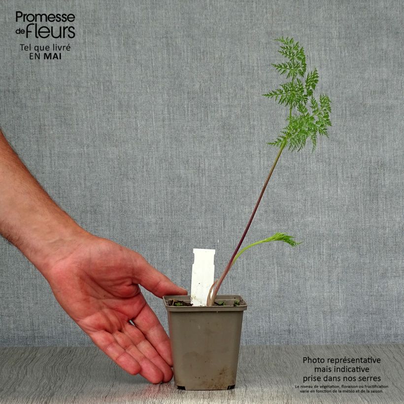 Example of Selinum wallichianum - Feinblättrige Silge Kleine Töpfe von 8/9 cm as you get in printemps