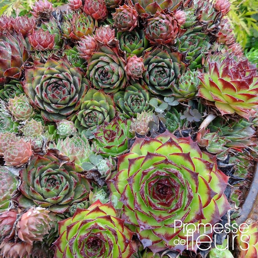 Hauswurz Gemengd - Sempervivum (Foliage)