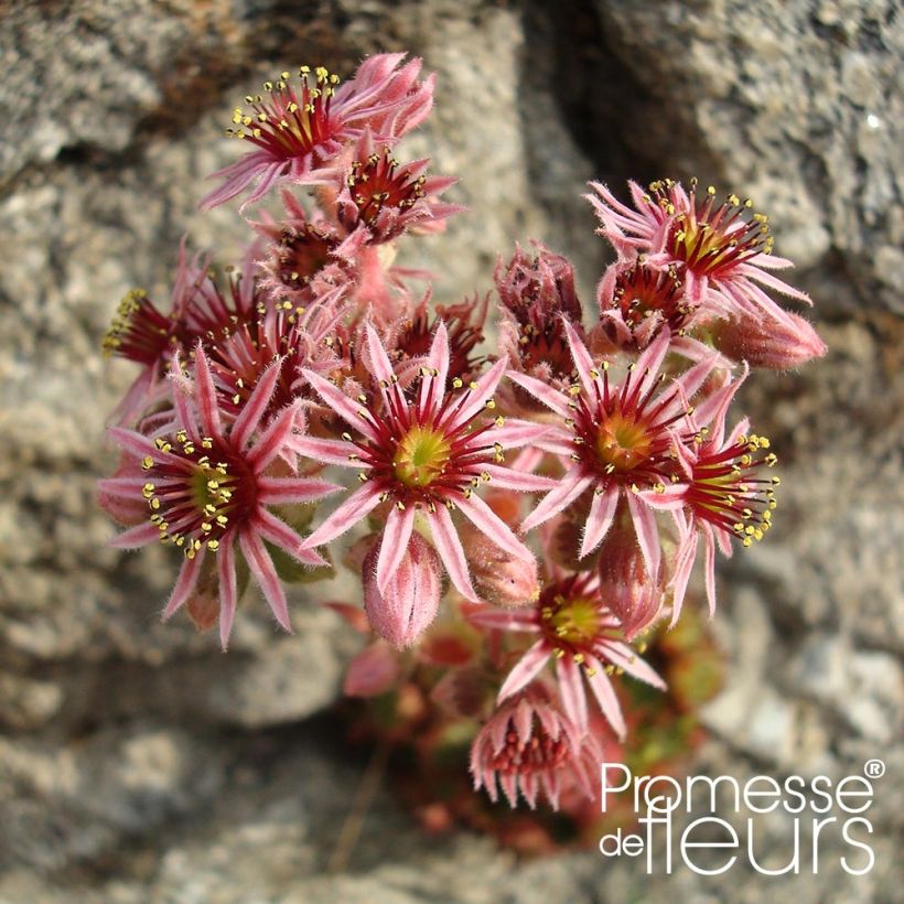 Hauswurz Gemengd - Sempervivum (Flowering)