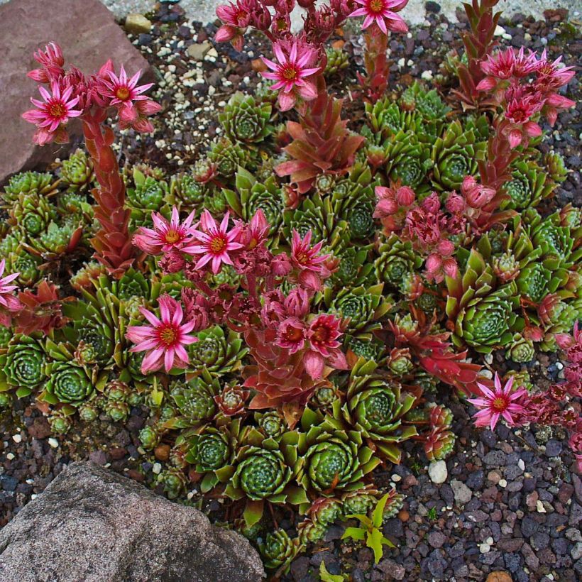 Hauswurz Alpha - Sempervivum (Wuchs)