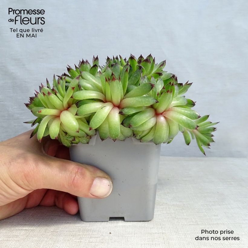 Example of Hauswurz Chick Charms Appletini - Sempervivum Topf 10 cm/11cm as you get in printemps
