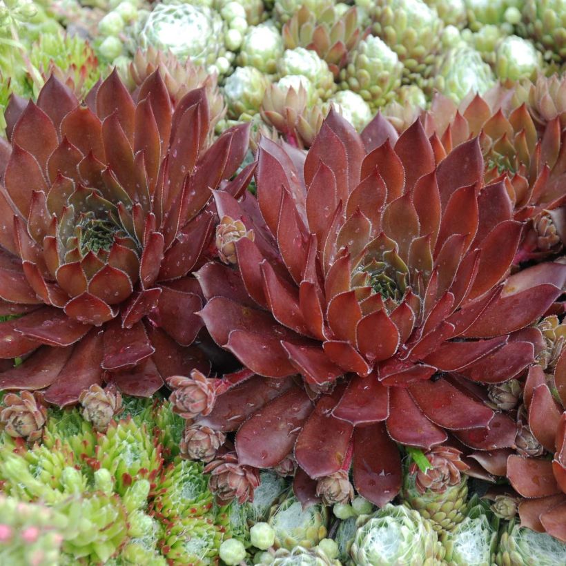 Hauswurz Chick Charms Cherry Berry - Sempervivum (Foliage)