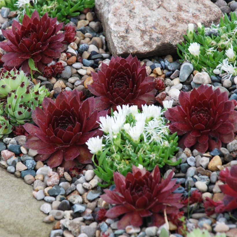 Hauswurz Chick Charms Cherry Berry - Sempervivum (Plant habit)