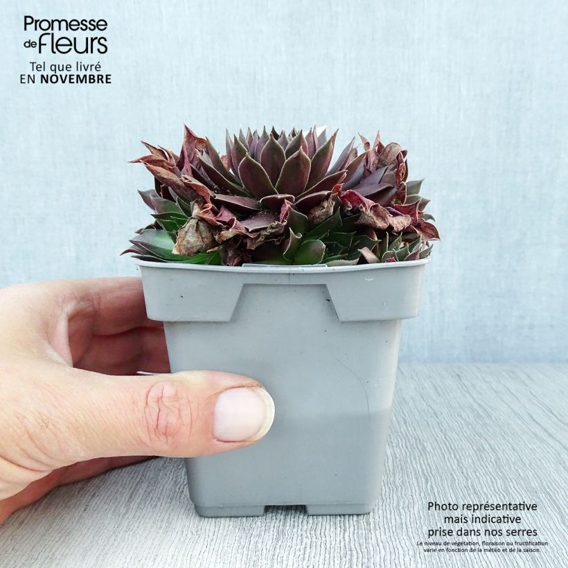 Exemplar von Hauswurz Chick Charms Chocolate Kiss - Sempervivum Topf 10 cm/11cm wie im Herbst geliefert