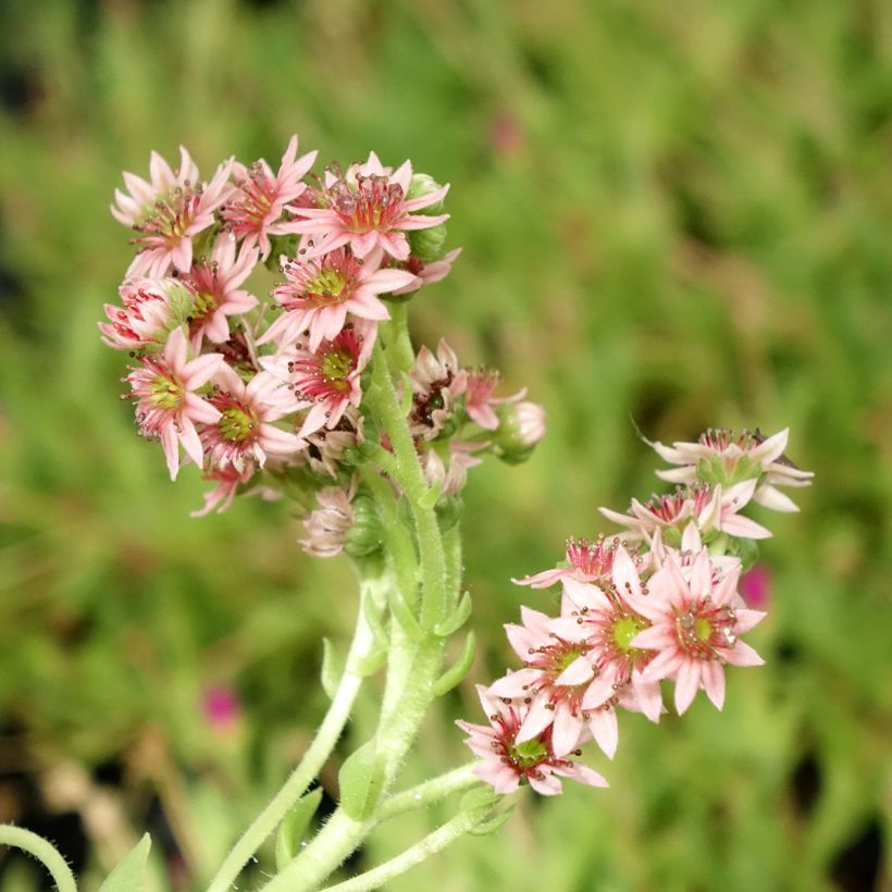 Hauswurz Chick Charms Cinnamon Starbust - Sempervivum (Blüte)