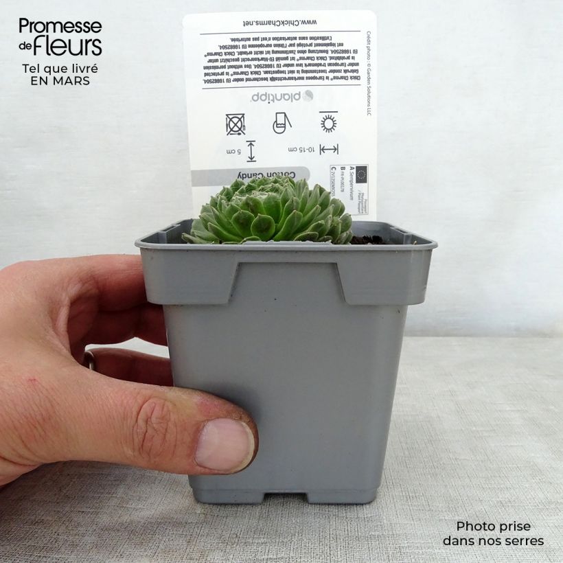 Example of Hauswurz Chick Charms Cotton Candy - Sempervivum Topf 10 cm/11cm as you get in printemps