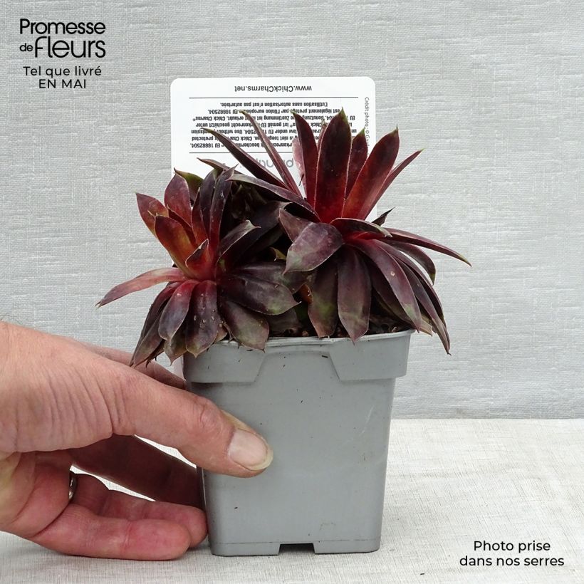 Example of Hauswurz Chick Charms Cranberry Cocktail - Sempervivum Topf 10 cm/11cm as you get in printemps