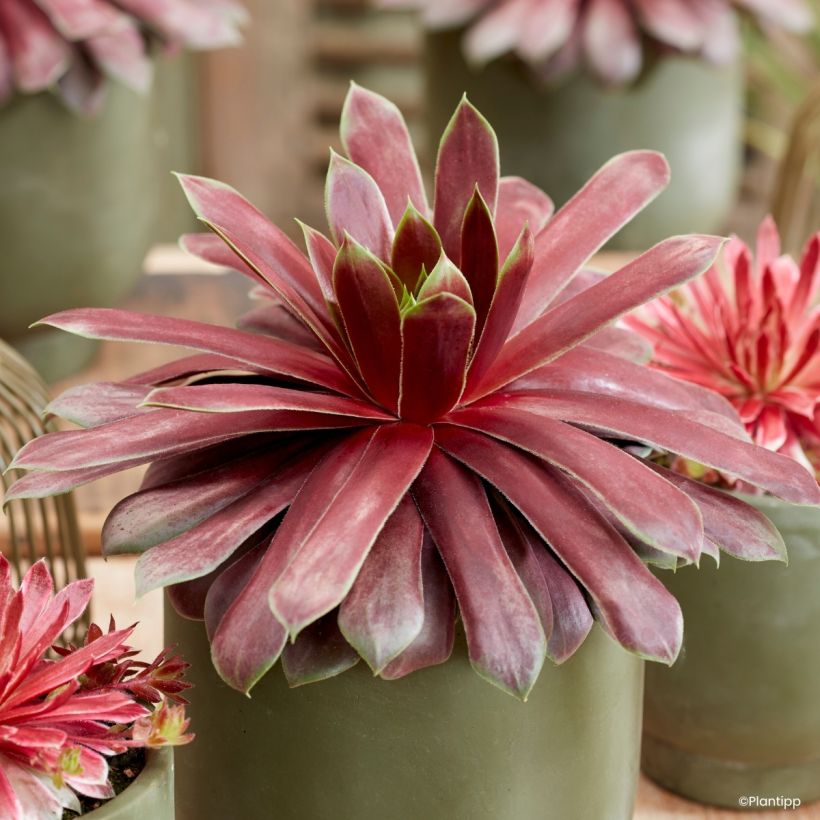 Sempervivum Chick Charms Giant Emerald Explosion - Joubarbe (Laub)