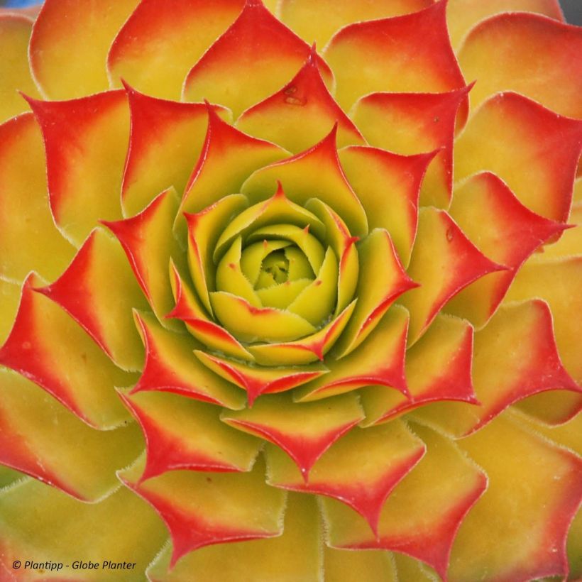 Hauswurz Chick Charms Gold Nugget - Sempervivum (Foliage)