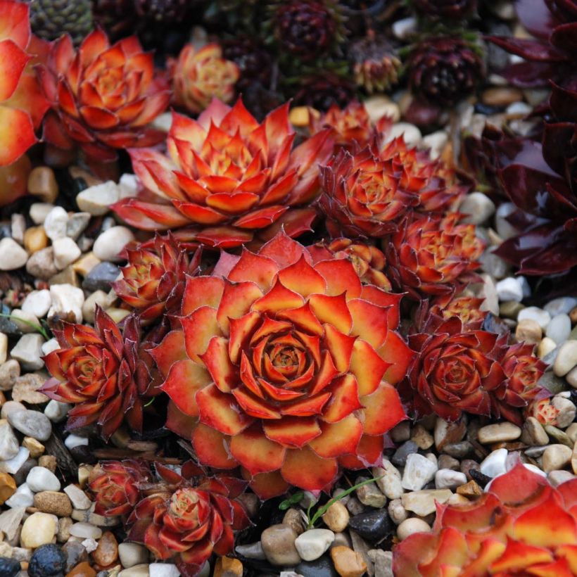 Hauswurz Chick Charms Gold Nugget - Sempervivum (Plant habit)
