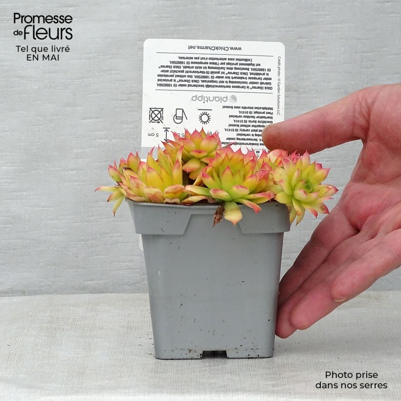 Example of Hauswurz Chick Charms Gold Nugget - Sempervivum Topf 10 cm/11cm as you get in printemps