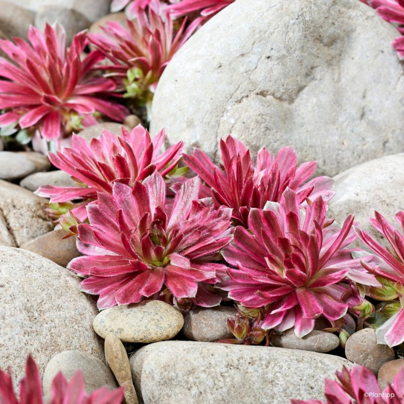 Sempervivum Chick Charms Lotus Blossom - Joubarbe (Wuchs)