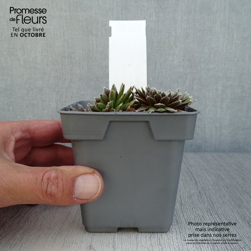 Exemplar von Hauswurz Chick Charms Plum Perfect - Sempervivum Topf 10 cm/11cm wie im Herbst geliefert