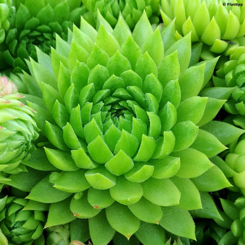 Hauswurz Chick Charms Key Lime Kiss - Sempervivum (Foliage)