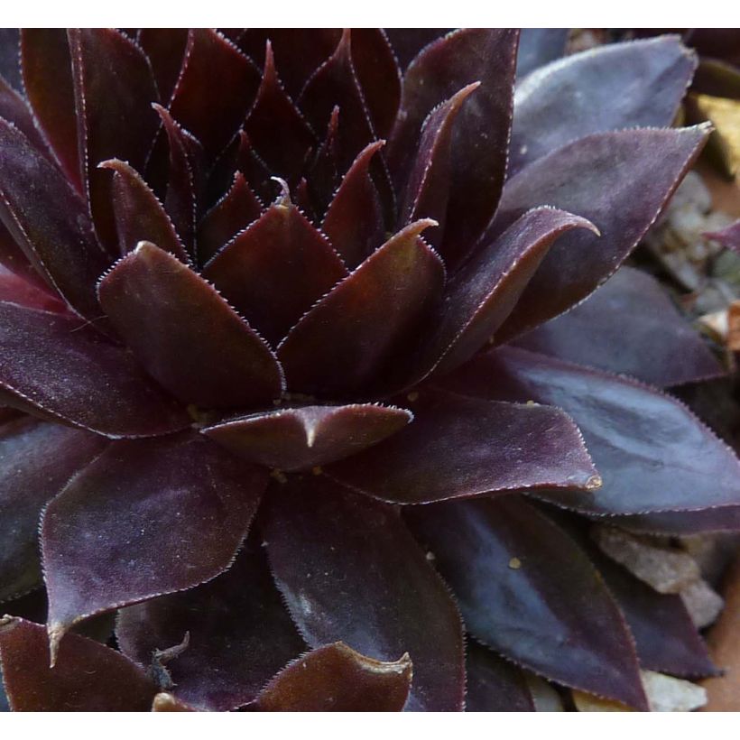 Hauswurz Dark Beauty - Sempervivum (Foliage)