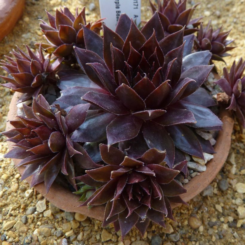 Hauswurz Dark Beauty - Sempervivum (Plant habit)