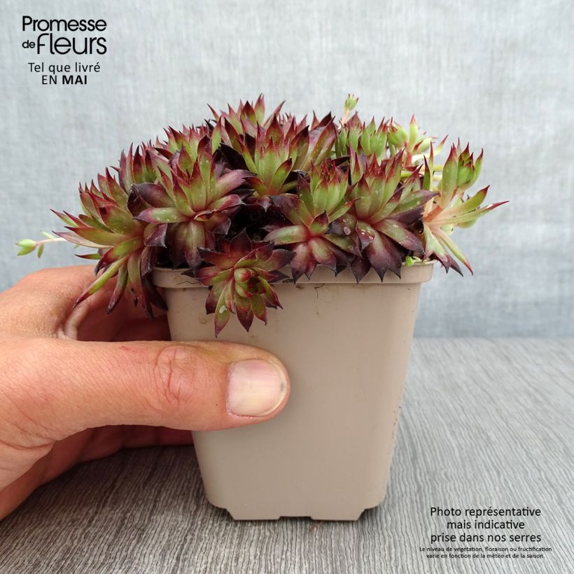 Example of Hauswurz Dark Beauty - Sempervivum Kleine Töpfe von 8/9 cm as you get in printemps