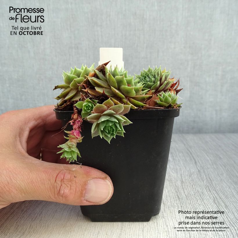 Exemplar von Hauswurz Feldmaier - Sempervivum Kleine Töpfe von 8/9 cm wie im Herbst geliefert