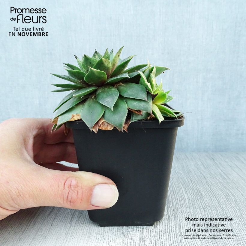 Exemplar von Hauswurz Gemengd - Sempervivum Kleine Töpfe von 8/9 cm wie im Herbst geliefert