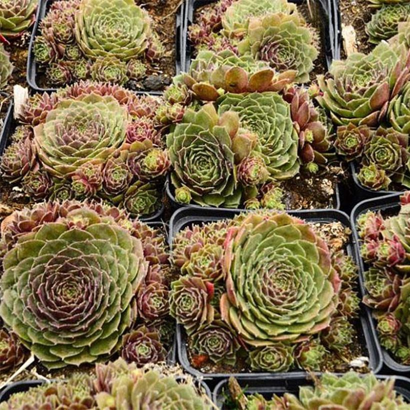Hauswurz Granat - Sempervivum (Wuchs)