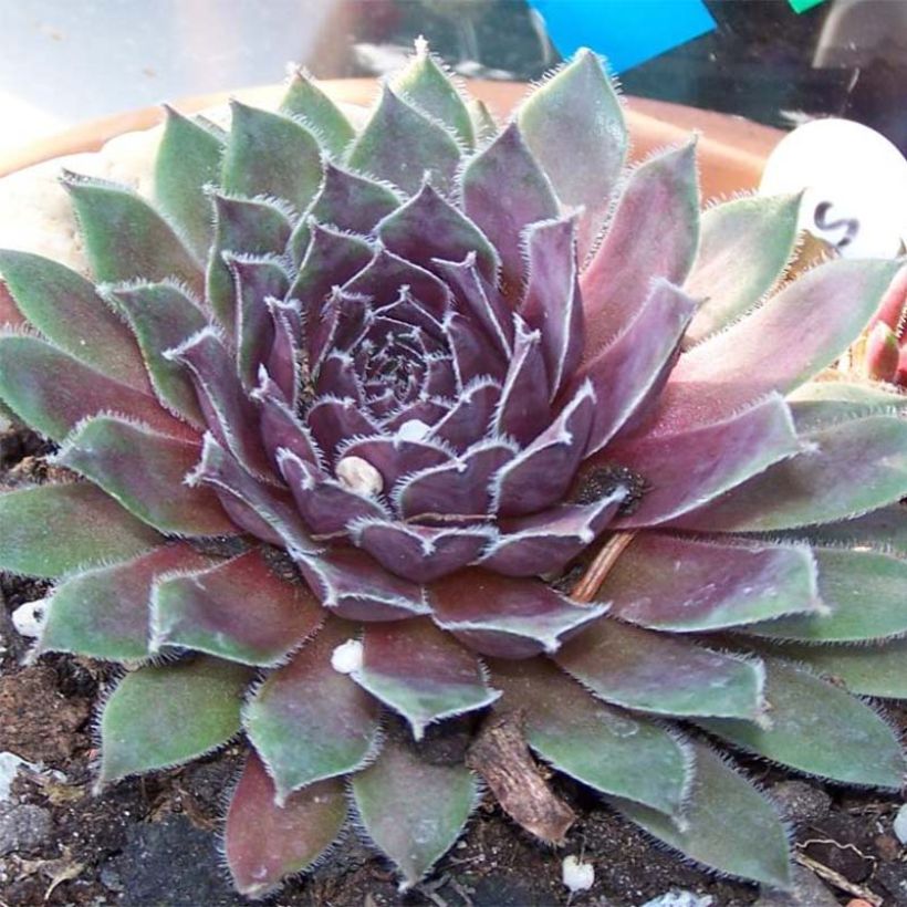 Hauswurz Pilatus - Sempervivum (Flowering)