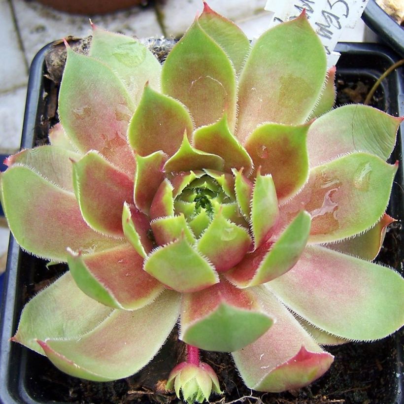 Hauswurz Pseudo-ornatum - Sempervivum (Wuchs)