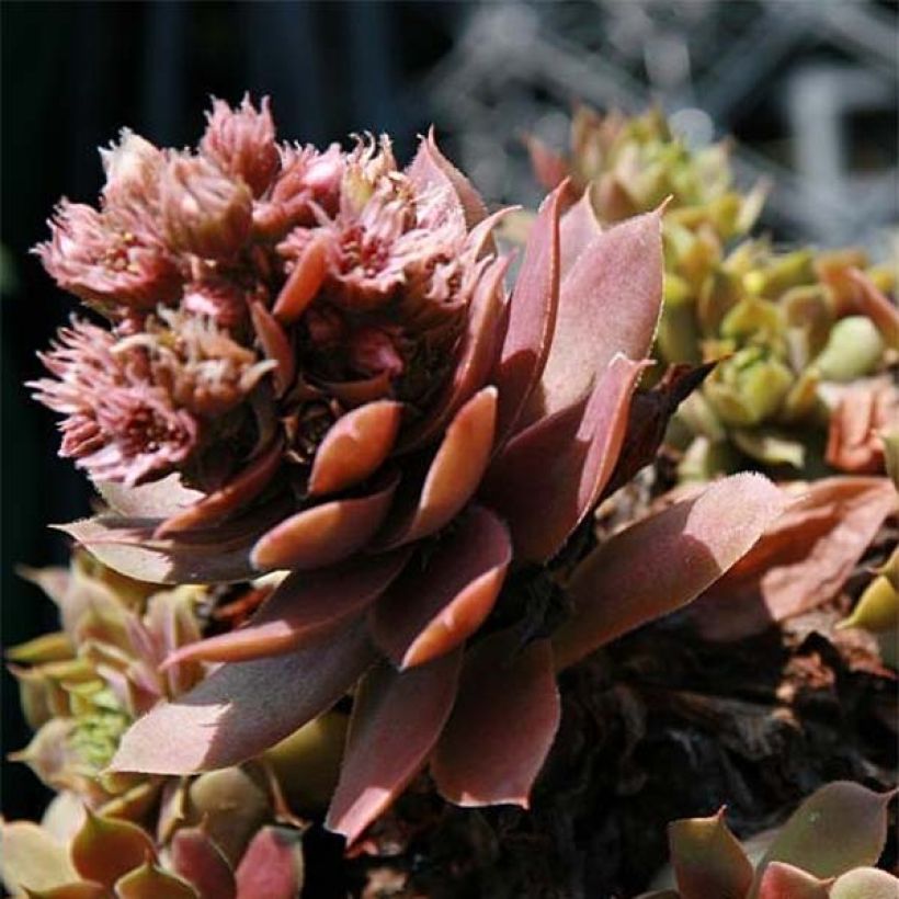 Hauswurz Purple Beauty - Sempervivum (Flowering)