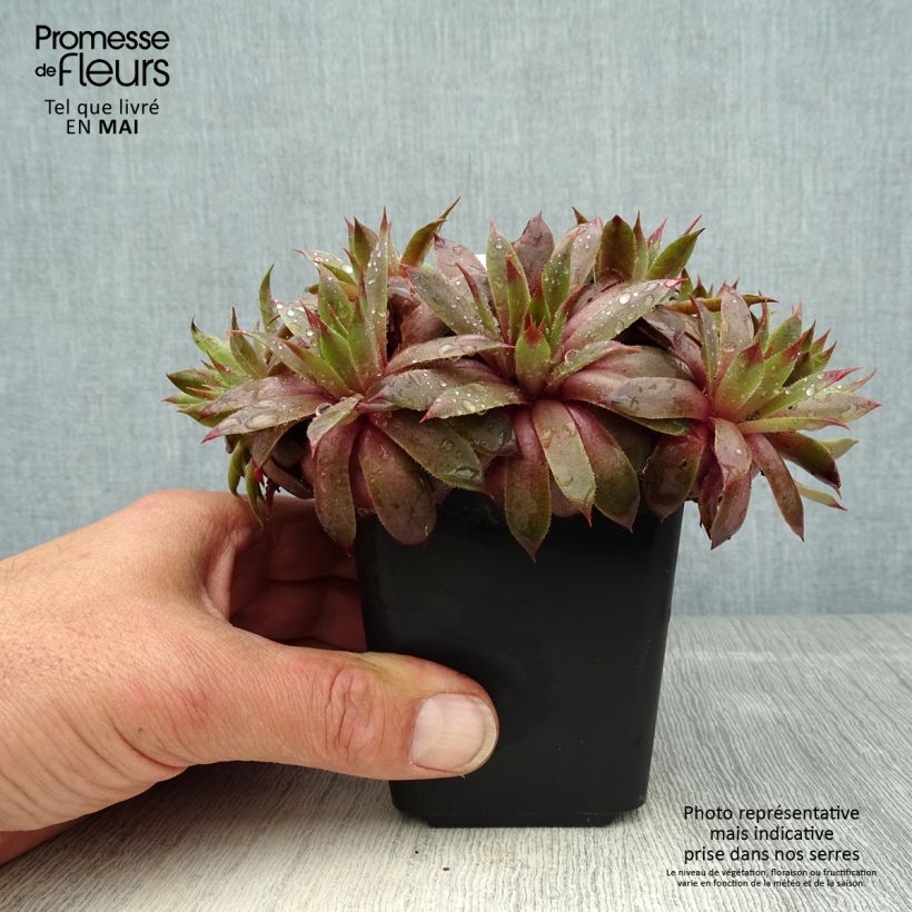Example of Hauswurz Purple Beauty - Sempervivum Kleine Töpfe von 8/9 cm as you get in printemps