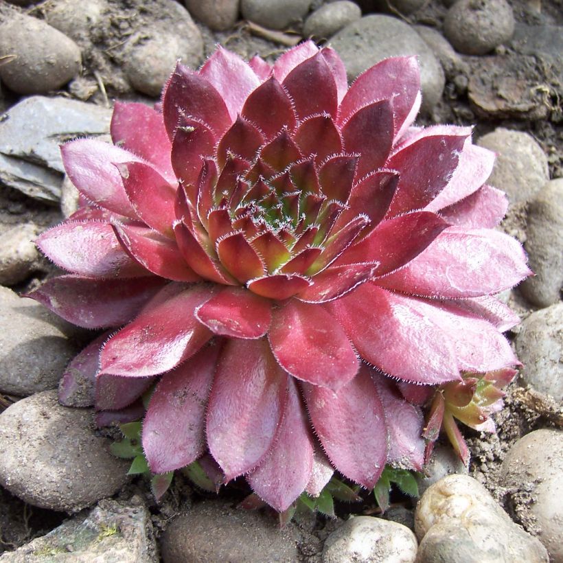 Hauswurz Rubin - Sempervivum (Wuchs)