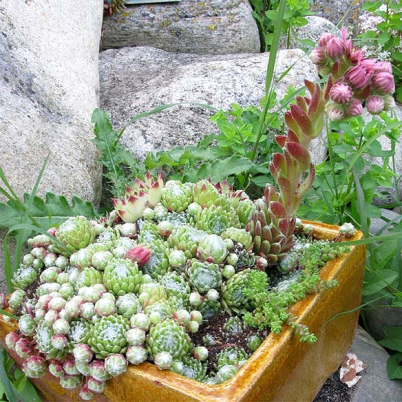 Hauswurz - Sempervivum arachnoideum (Wuchs)