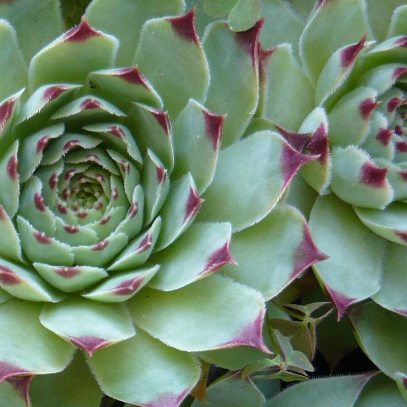 Hauswurz - Sempervivum calcareum (Foliage)
