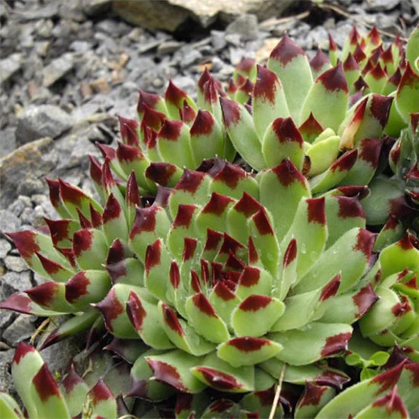 Hauswurz - Sempervivum calcareum (Flowering)