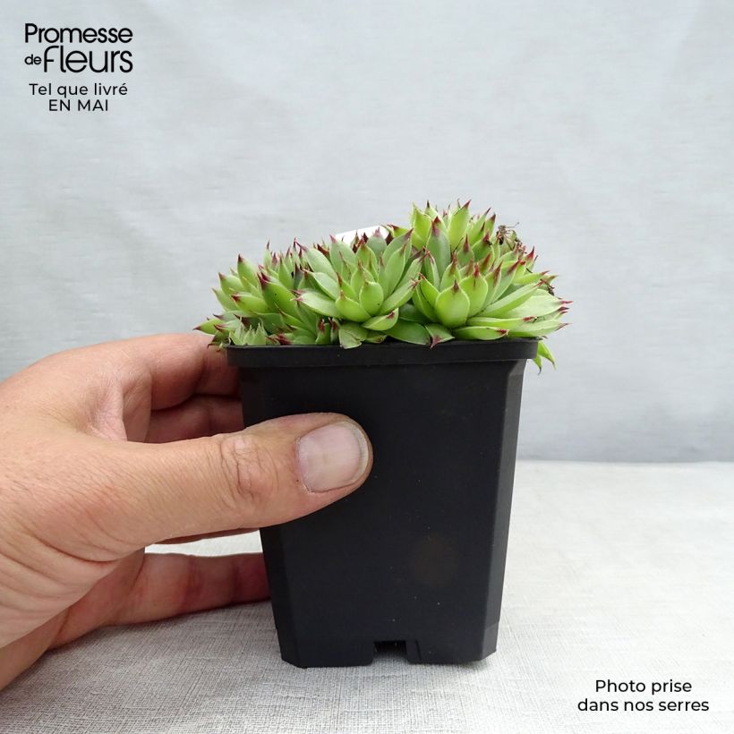 Example of Hauswurz - Sempervivum calcareum Kleine Töpfe von 8/9 cm as you get in printemps