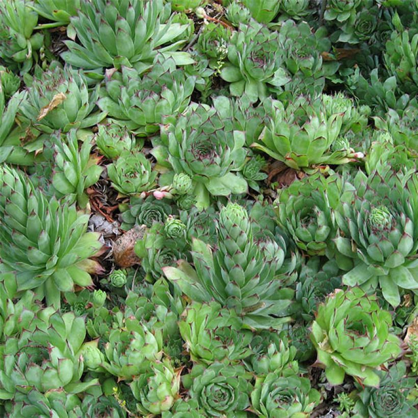 Dachwurz - Sempervivum tectorum (Foliage)