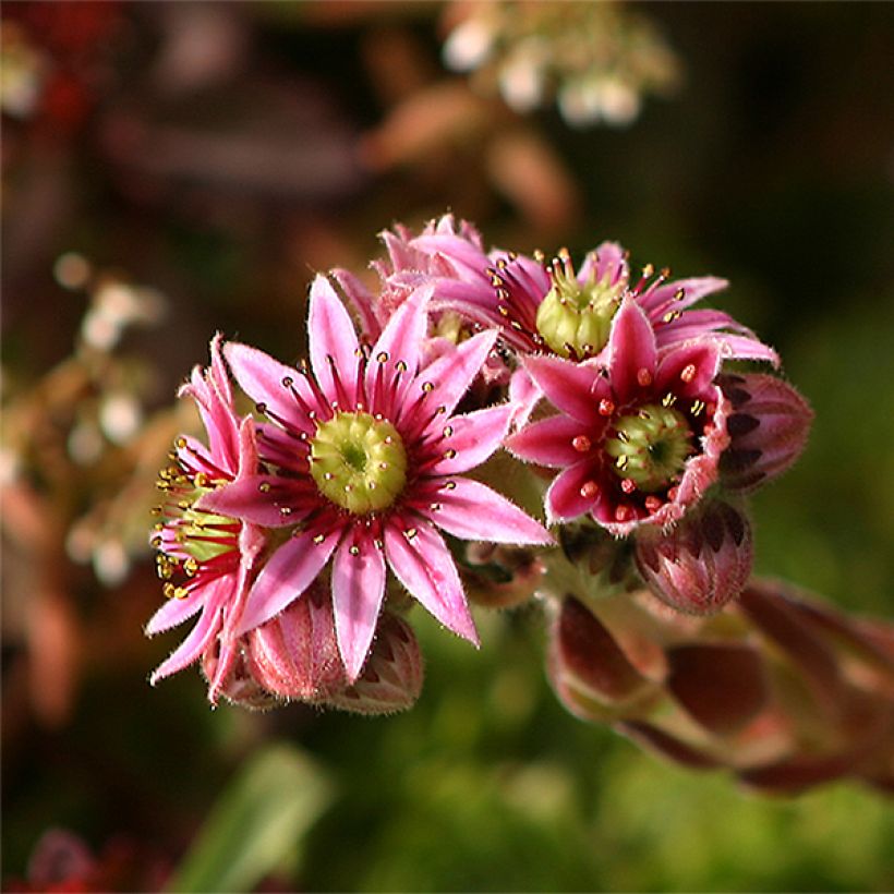 Dachwurz - Sempervivum tectorum (Flowering)