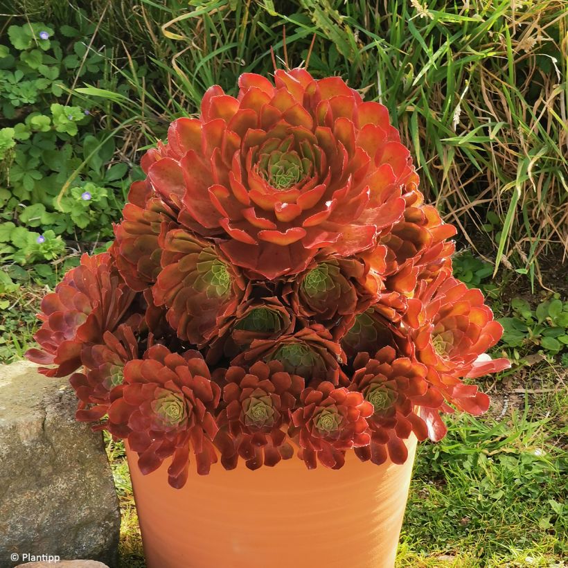 Semponium Sienna - Hybrid-Aeonium (Wuchs)